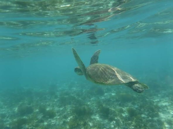 Turtle swimming in Ningaloo reef. The Ultimate Western Australia Itinerary - The Best Western Australia road-trip Happy Irish Wanderers