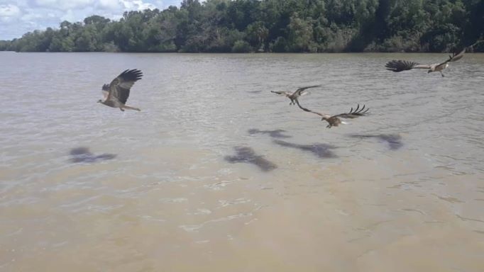 eagle feeding in Darwin The Best Northern Territory Road=Trip - Uluru to Darwin Happy Irish Wanderers