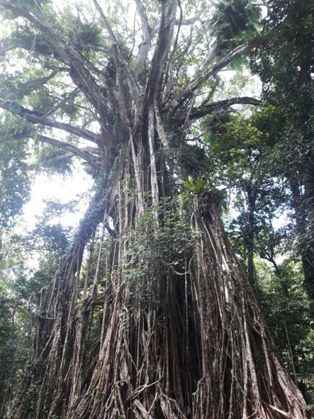 Cairns to Brisbane - Australia's Ultimate East Coast Road Trip Happy Irish Wanderers