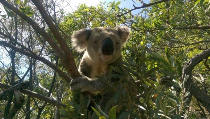 Cairns to Brisbane - Australia's Ultimate East Coast Road Trip Happy Irish Wanderers