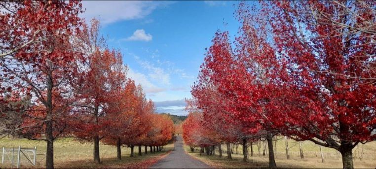 Melbourne in Autumn. Great Ocean Road Itinerary - Melbourne to Adelaide Happy Irish Wanderers