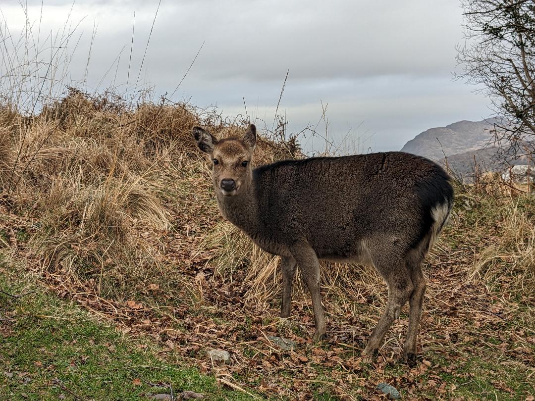 red deer in Killarney NP Best Ideas for Winter in Ireland Happy Irish Wanderers
