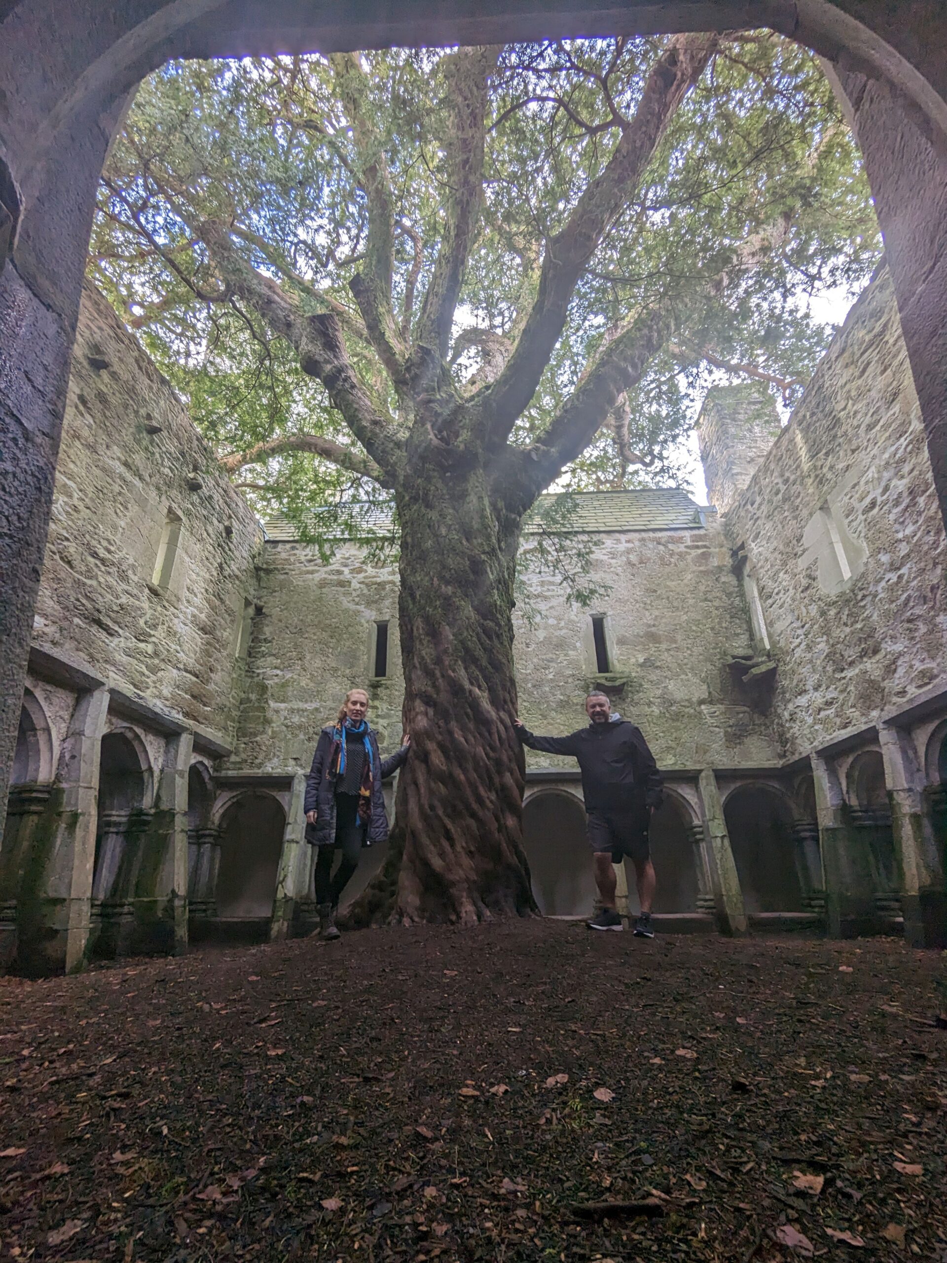 ancient yew tree in Muckross abbey co kerry ireland. Happy Irish Wanderers