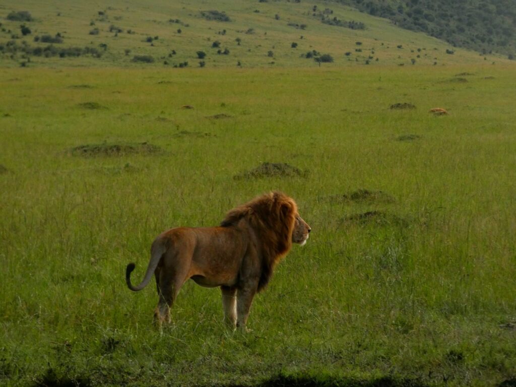 What Are The Famous Big Five on an Africa Safari? Happy Irish wanderers