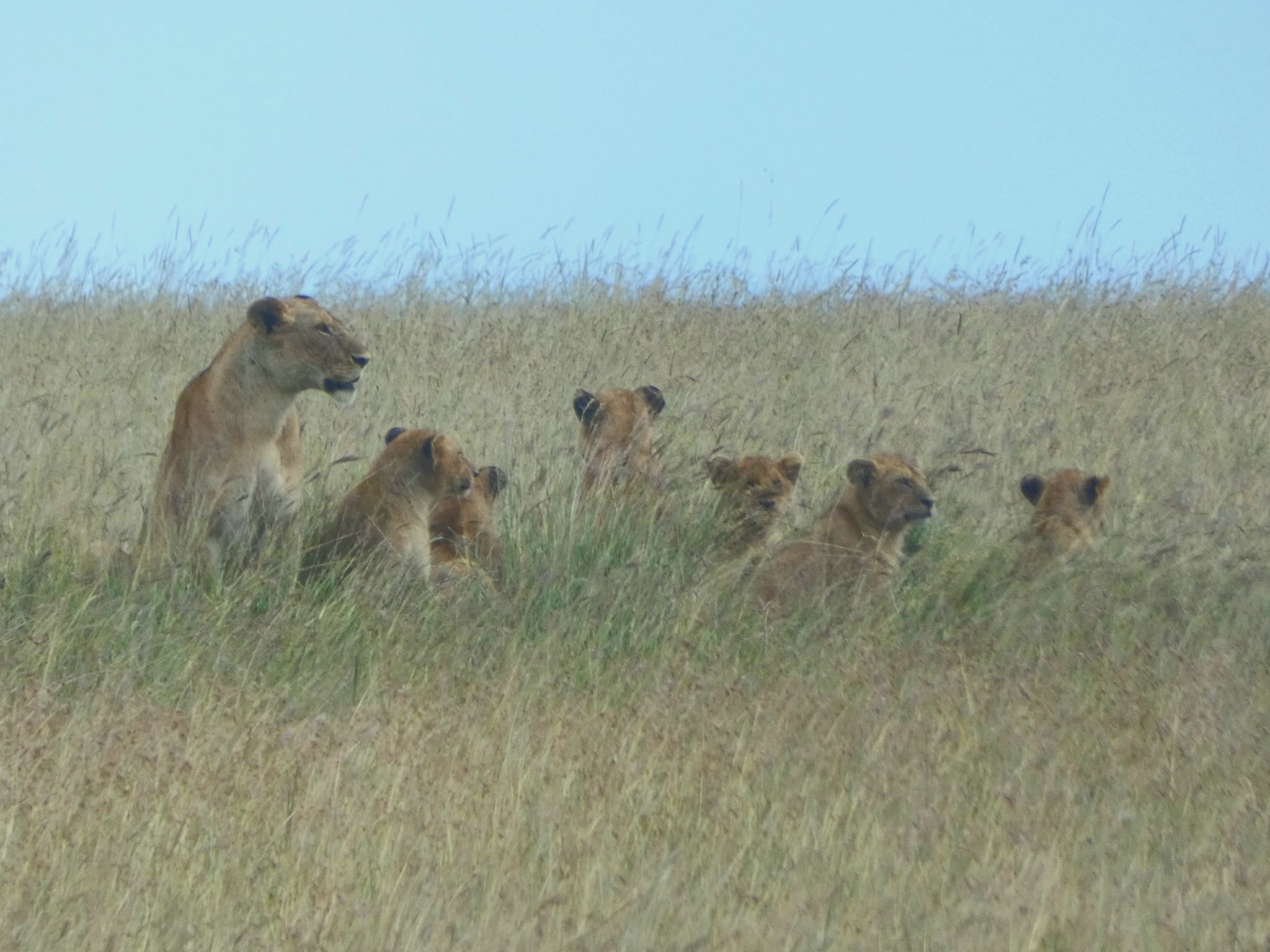 The Big Five Animals - Africa Safari. Happy Irish Wanderers