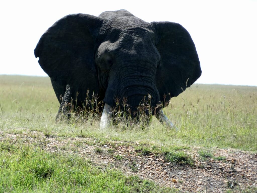 What Are The Famous Big Five on an Africa Safari? Happy Irish Wanderers