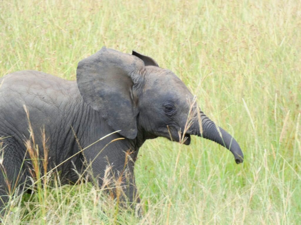 What Are The Famous Big Five on an Africa Safari? Happy Irish Wanderers