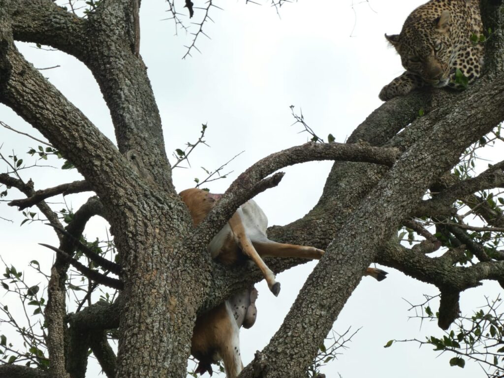 What Are The Famous Big Five on an Africa Safari? Happy Irish Wanderers