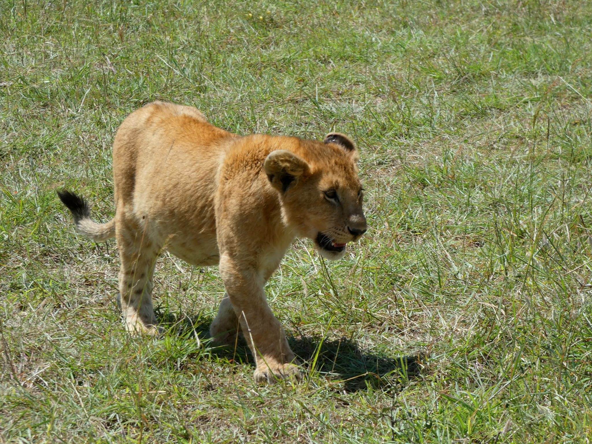 The Big Five Animals - Africa Safari. Happy Irish Wanderers