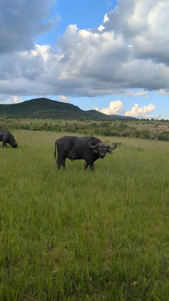 What Are The Famous Big Five on an Africa Safari? Happy Irish Wanderers