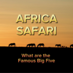 What are the famous Big 5 on an African Safari Happy Irish Wanderers