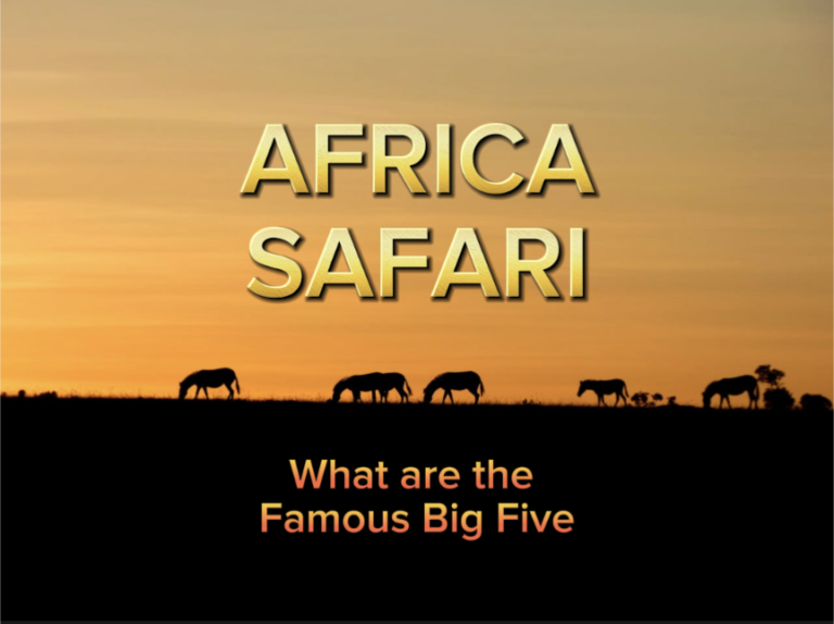 What are the famous Big 5 on an African Safari Happy Irish Wanderers