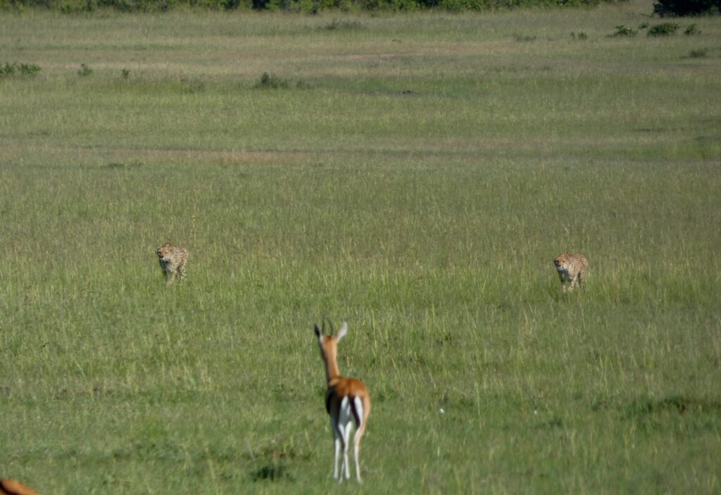 What is the Best And Most Affordable budget safari in Africa - Happy Irish Wanderers