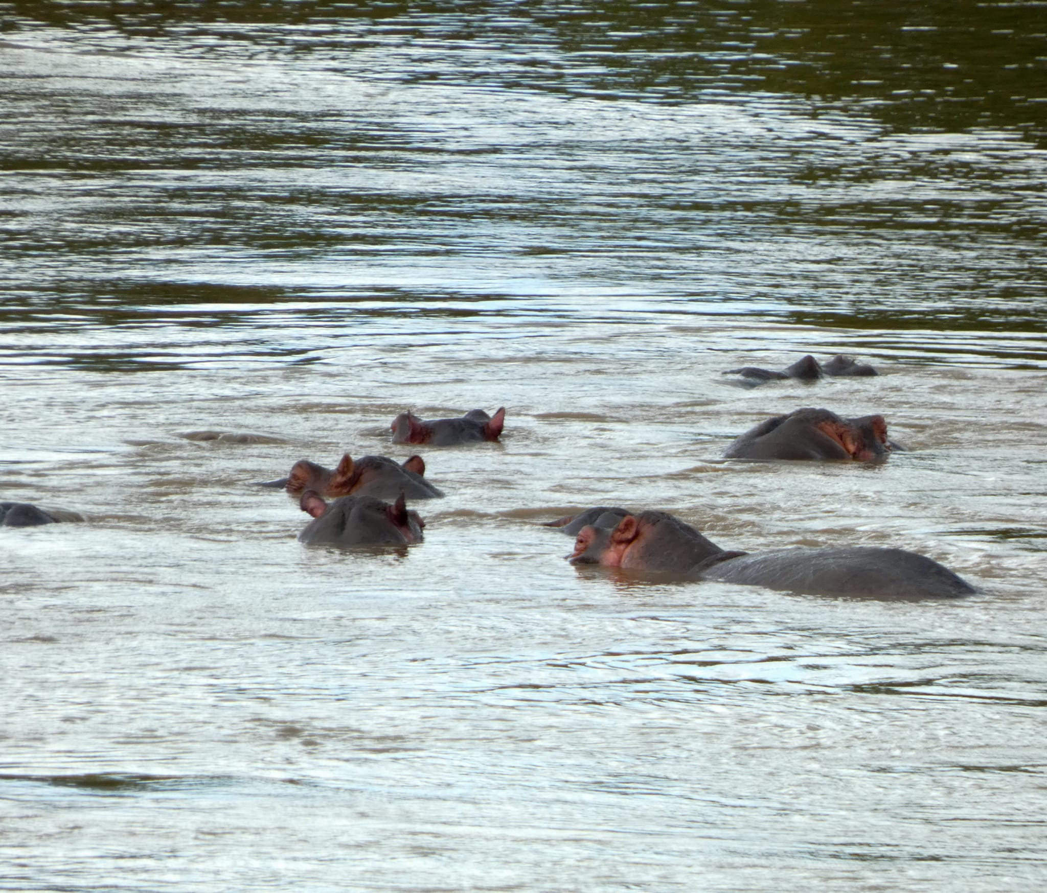 What is the Best And Most Affordable budget safari in Africa - Happy Irish Wanderers