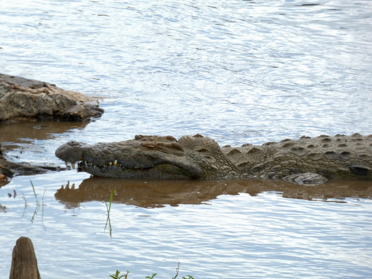 What is the Best And Most Affordable budget safari in Africa - Happy Irish Wanderers