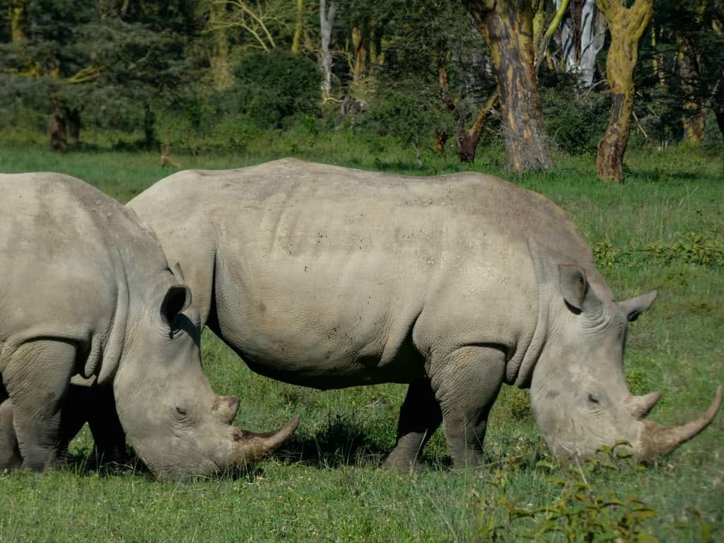 What is the Best And Most Affordable budget safari in Africa - Happy Irish Wanderers Rhinos 