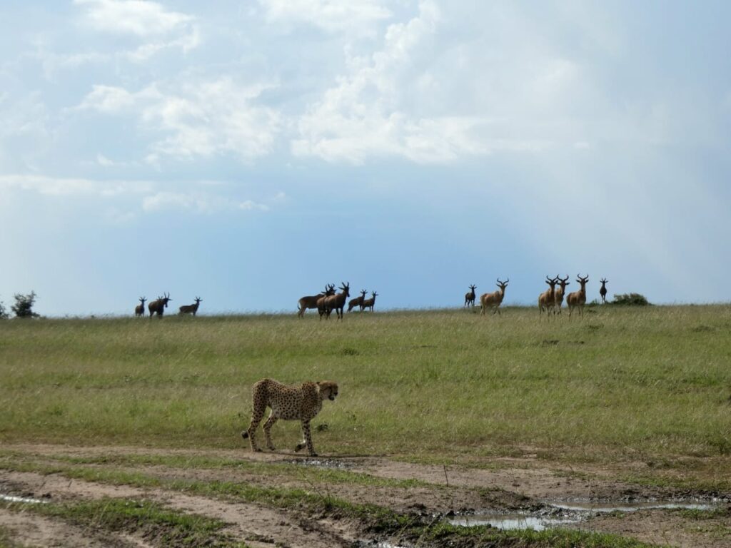 Kenya Safari Holidays - The Best And Most Affordable Africa Safari - Happy Irish Wanderers