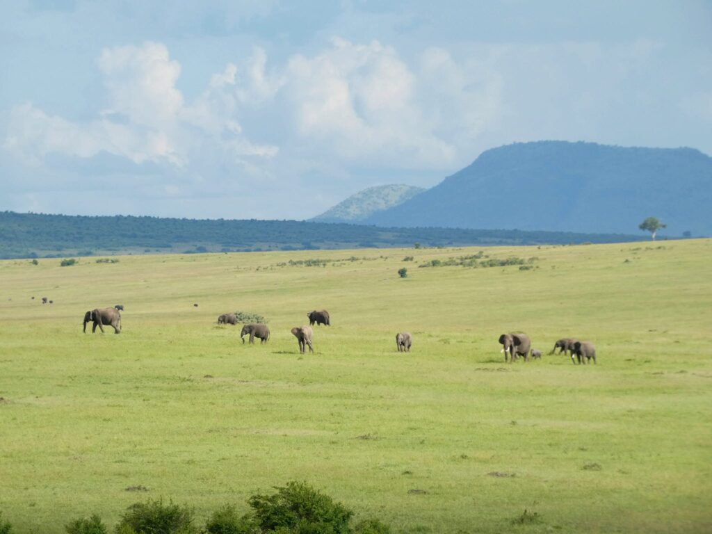 What is the Best And Most Affordable budget safari in Africa - Happy Irish Wanderers