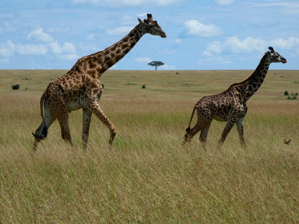 What is the Best And Most Affordable budget safari in Africa - Happy Irish Wanderers