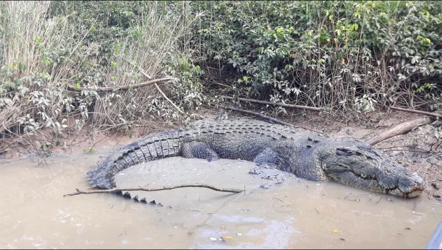 Crocodile in Proserpine . visit Airlie Beach Things To Do- The Best 10 Attractions Happy Irish Wanderers