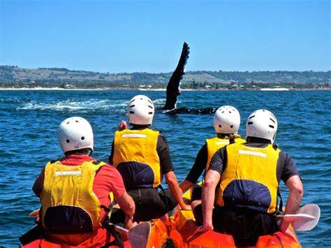 Best things to do in Byron Bay: Whale Watching