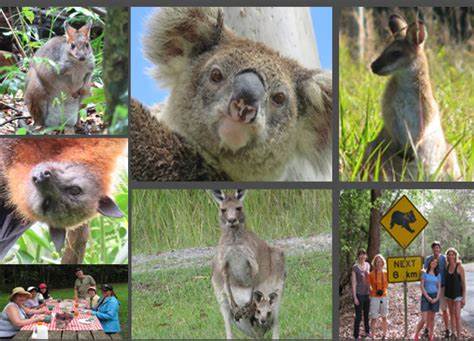 Byron Bay wildlife