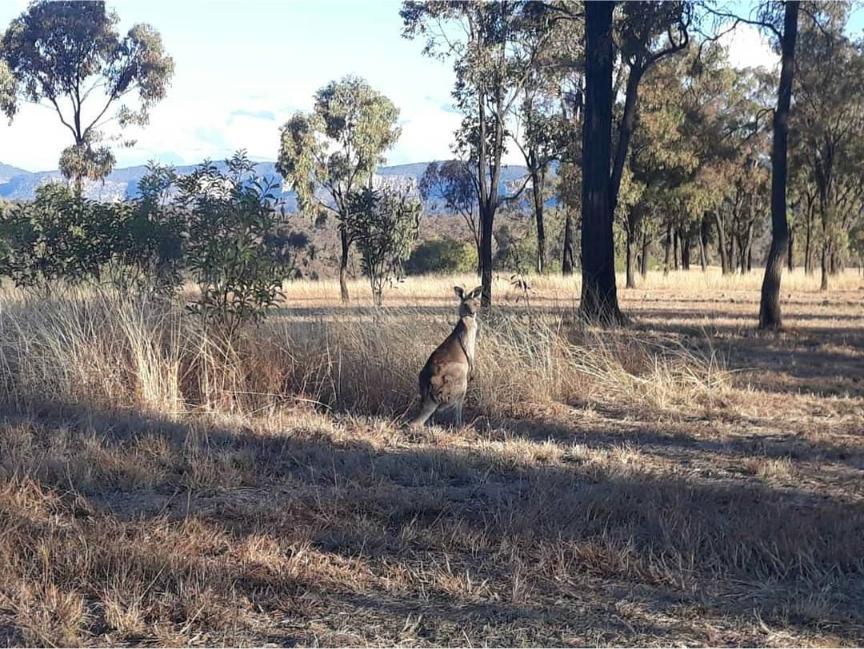 Visit Carnarvon Gorge Guide - Everything You Need To Know Happy Irish Wanderers