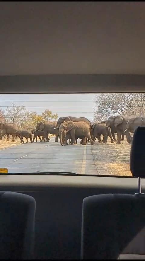 Zambia, a herd of elephants crossing the road - Happy Irish Wanderers 