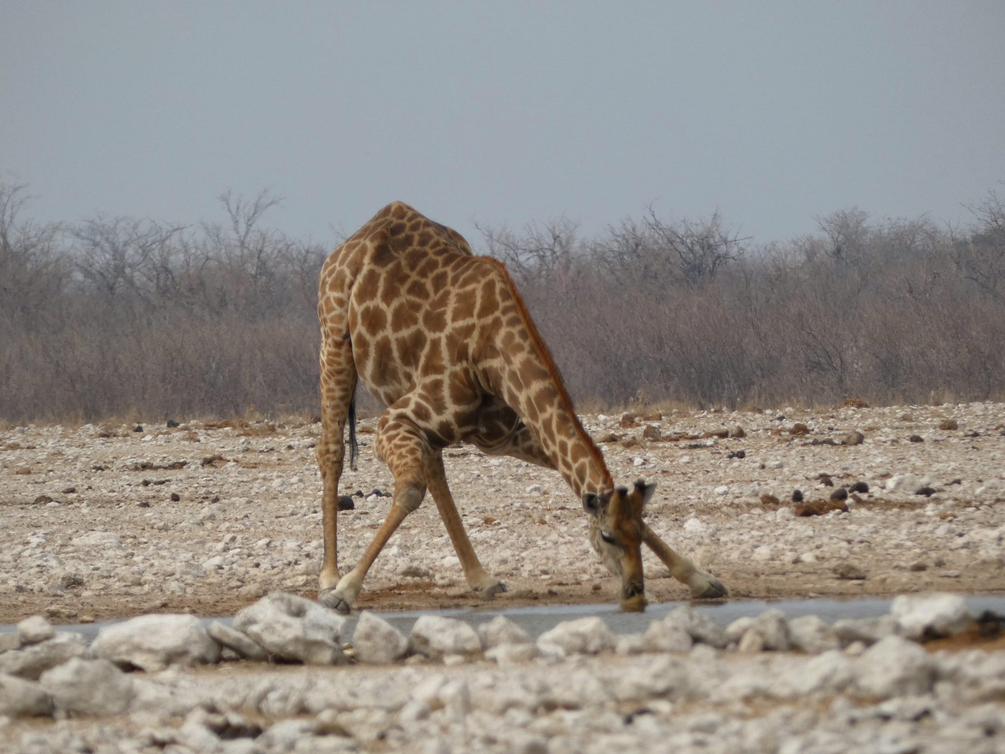 Giraffe drinking at a water hole. Best things to do in Namibia: Etosha National Park