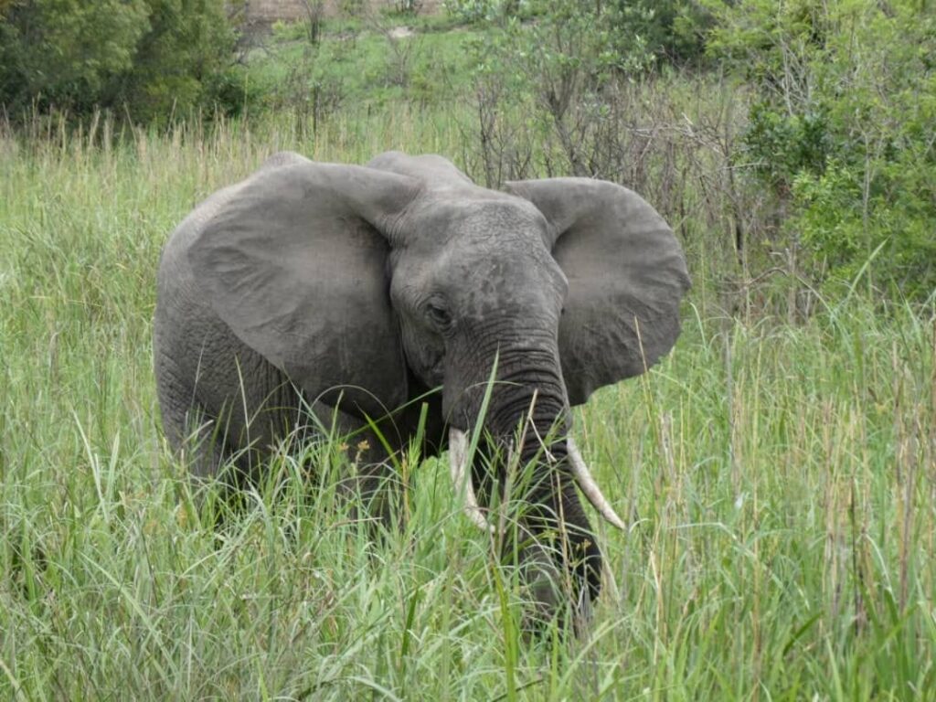 Wild elephant in Kenya itinerary Nairobi Happy Irish Wanderers