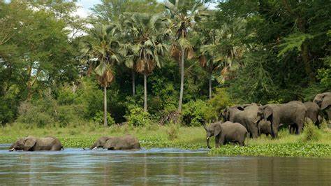 Discover Malawi - Elephants crossing in National Park - Happy Irish Wanderers