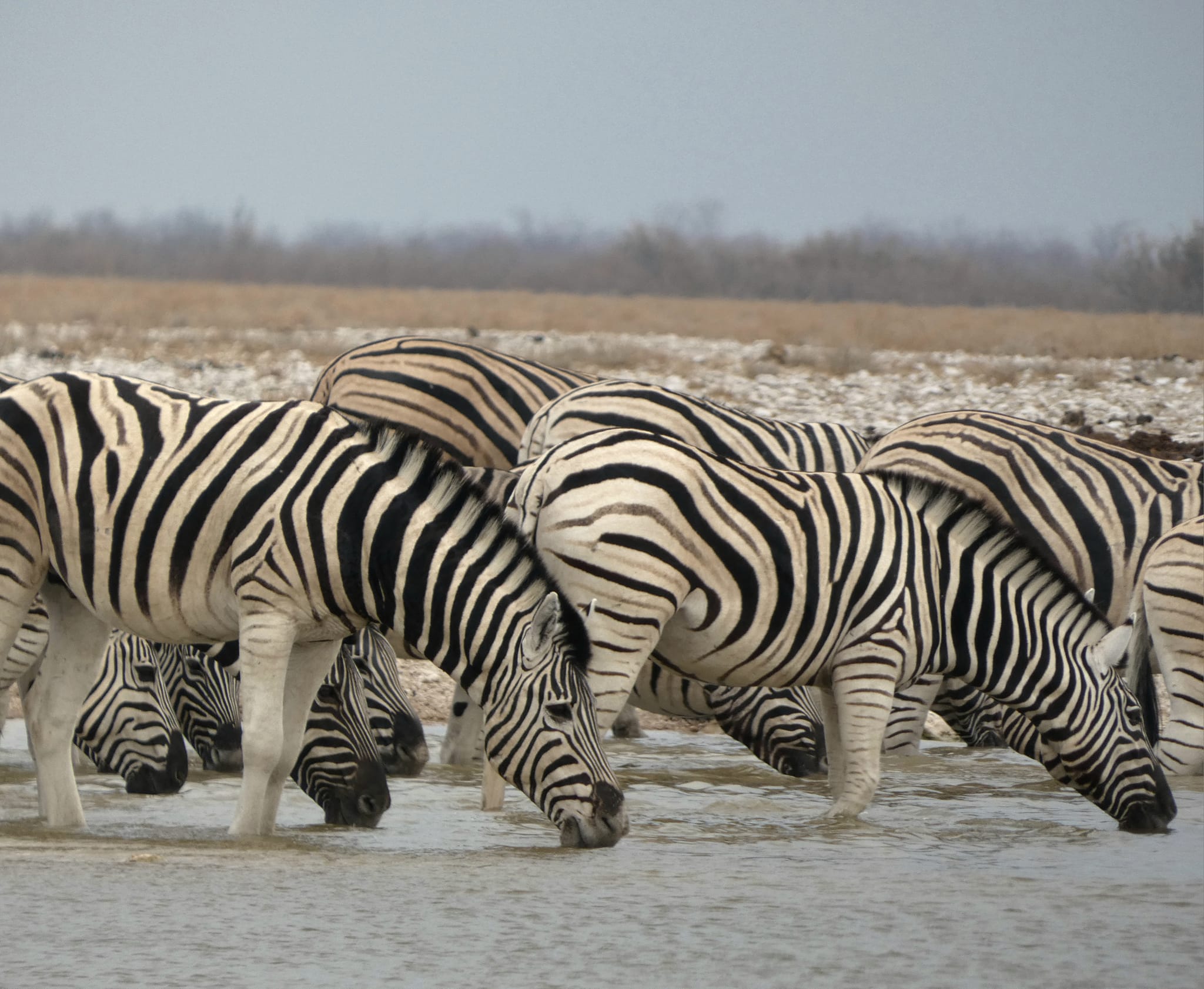 Herd of Zebras drinking water at Etosha National Park in Namibia - Happy Irish Wanderers