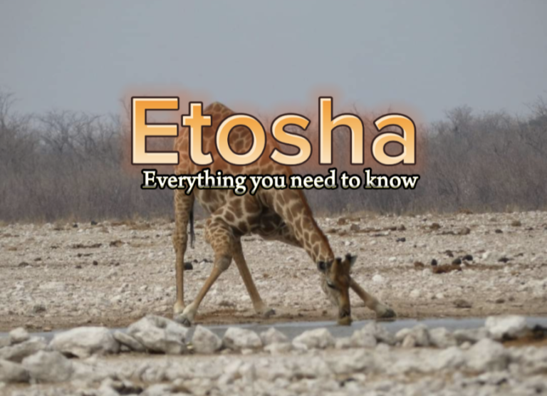 Etosha National Park - Everything you Need to Know Happy Irish Wanderers