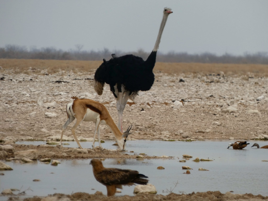 Etosha National Park waterhole, springbok and ostrich having a drink of water from a dry hole - Happy Irish wanderers