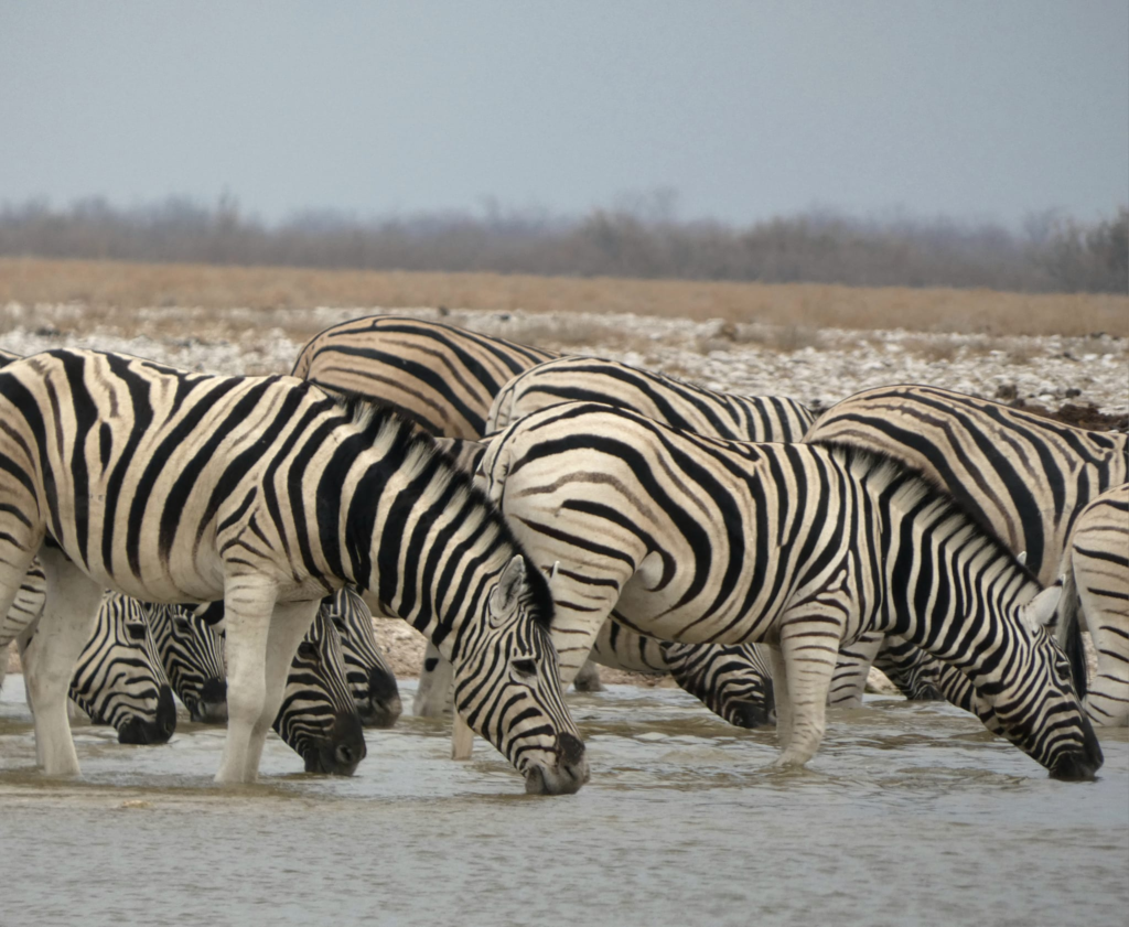 Etosha National Park Namibia, Zebra's drinking in dry season. Happy Irish Wanderers