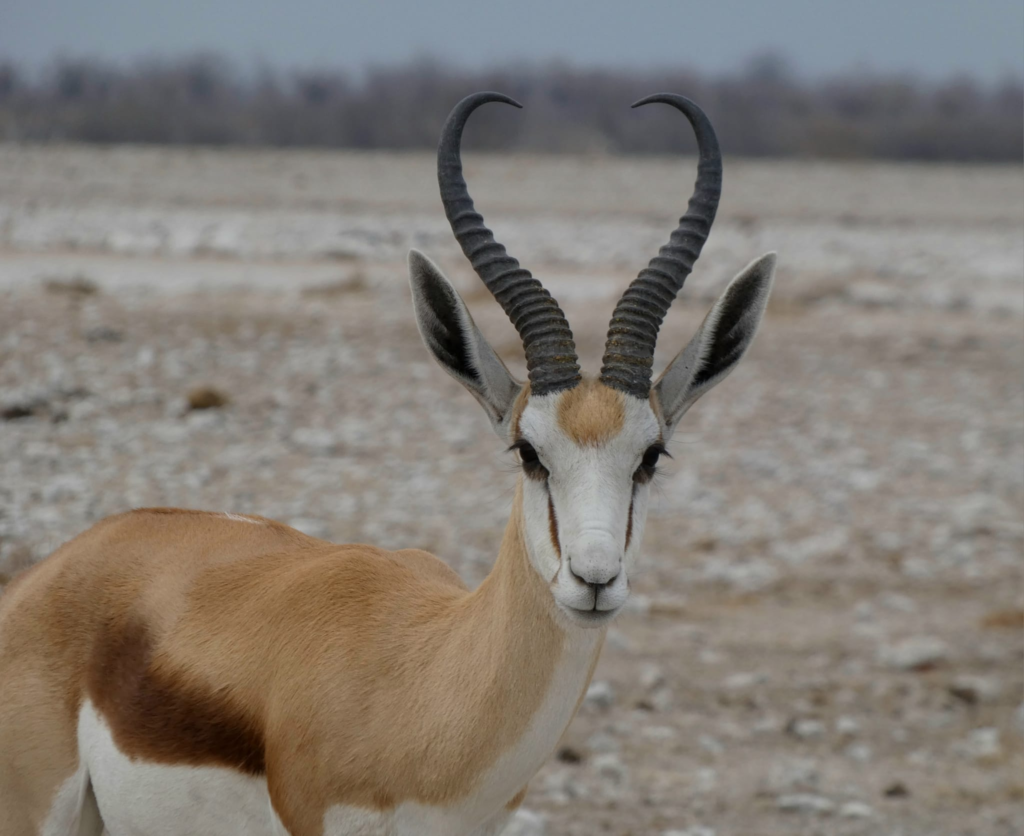 Etosha National Park Namibia local wildlife -Springbok