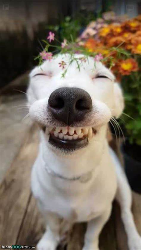 A smiling dog