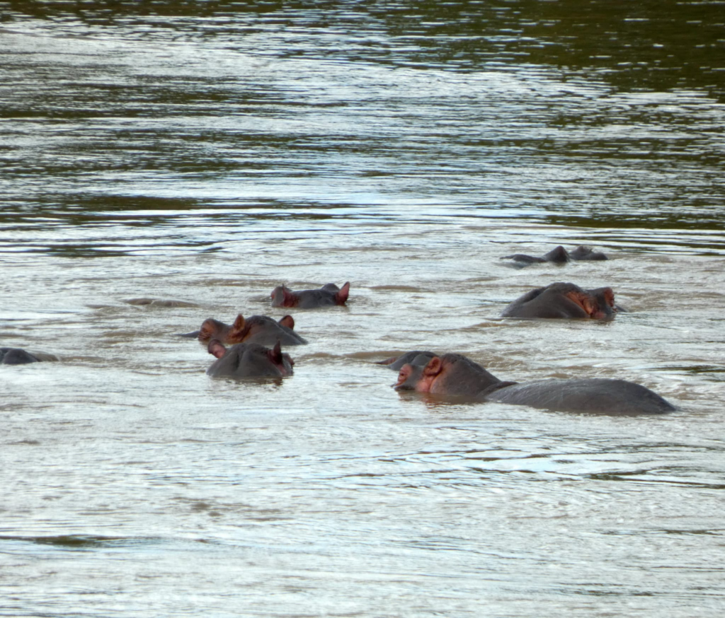 3 Excellent Reasons Why You Must Visit Naivasha, Kenya - Happy Irish Wanderers