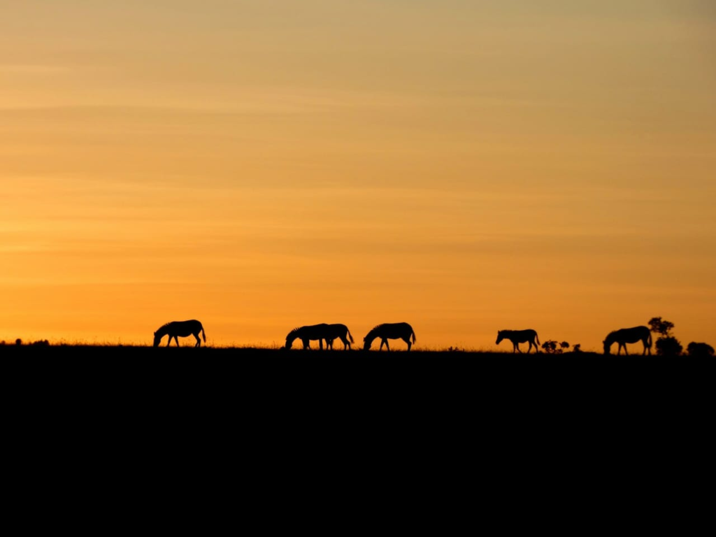 wildlife silhoutte Why You Must Visit Naivasha, Kenya - Happy Irish Wanderers