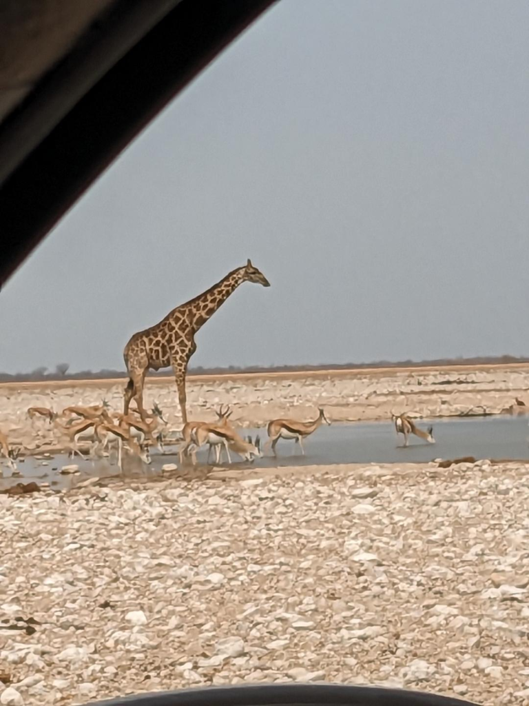 Etosha National Park Namibia - Giraffe and gazelle sharing a waterhole during dry season - Happy Irish Wanderers