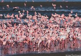 Walvis Bay, Flamingoes 