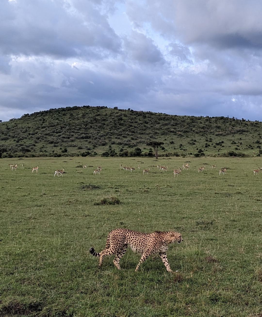 25 Amazing Reasons To Visit Kenya -  the Best Safari Nation - Happy Irish Wanderers