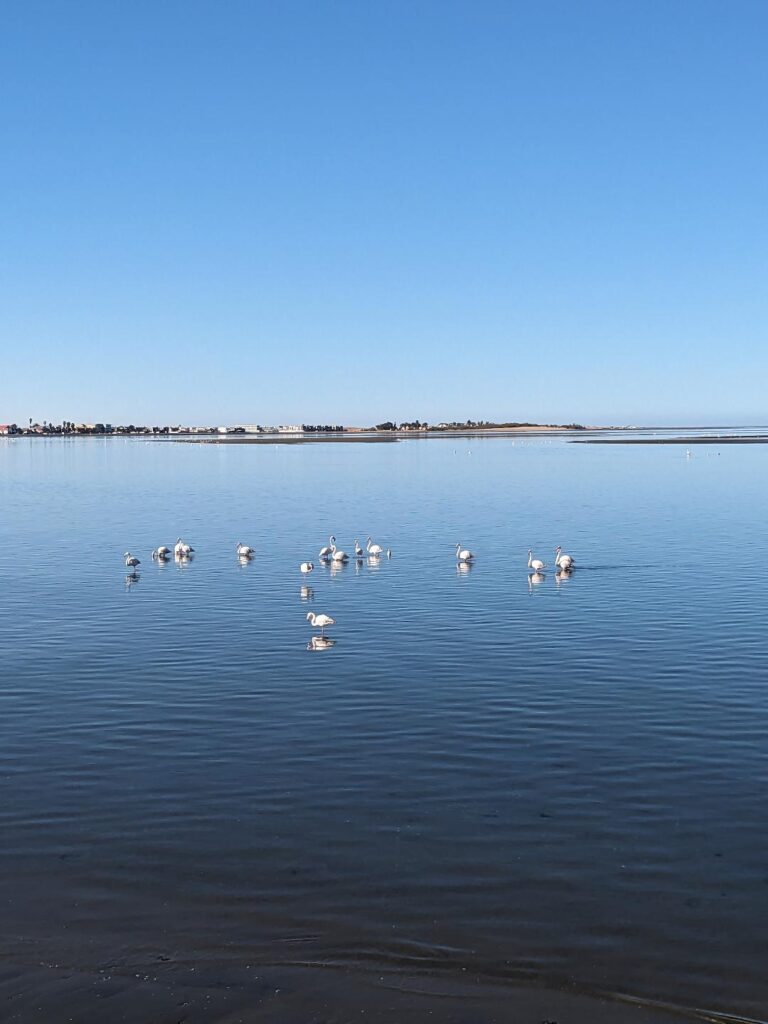 Walvis Bay, visit during peak season for flamingos 