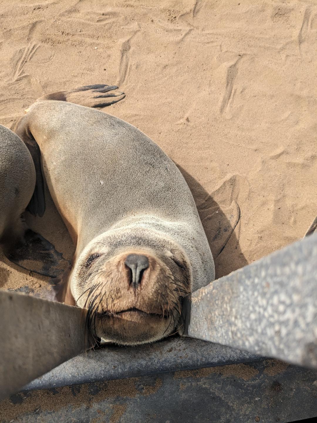 Cape Cross Seal colony, one of many fur seals in Namibia - Happy Irish Wanderers