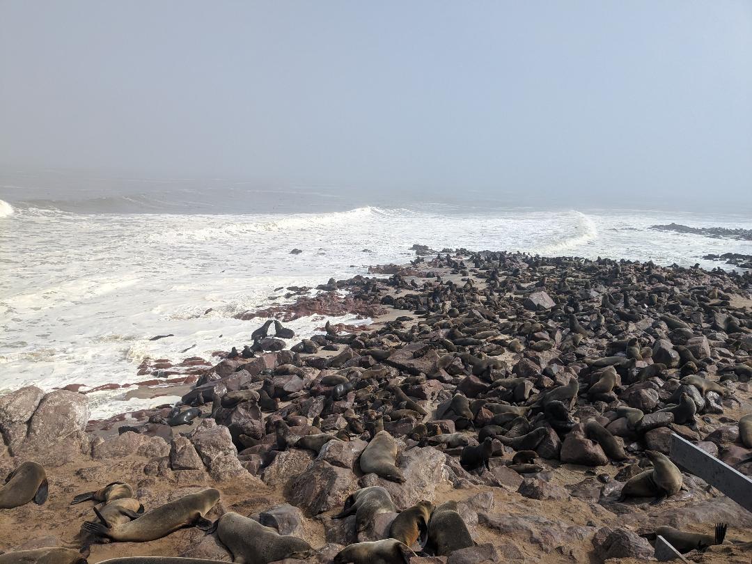 Cape Cross Seal colony, one of the largest fur seals colonies in the world. - Happy Irish Wanderers