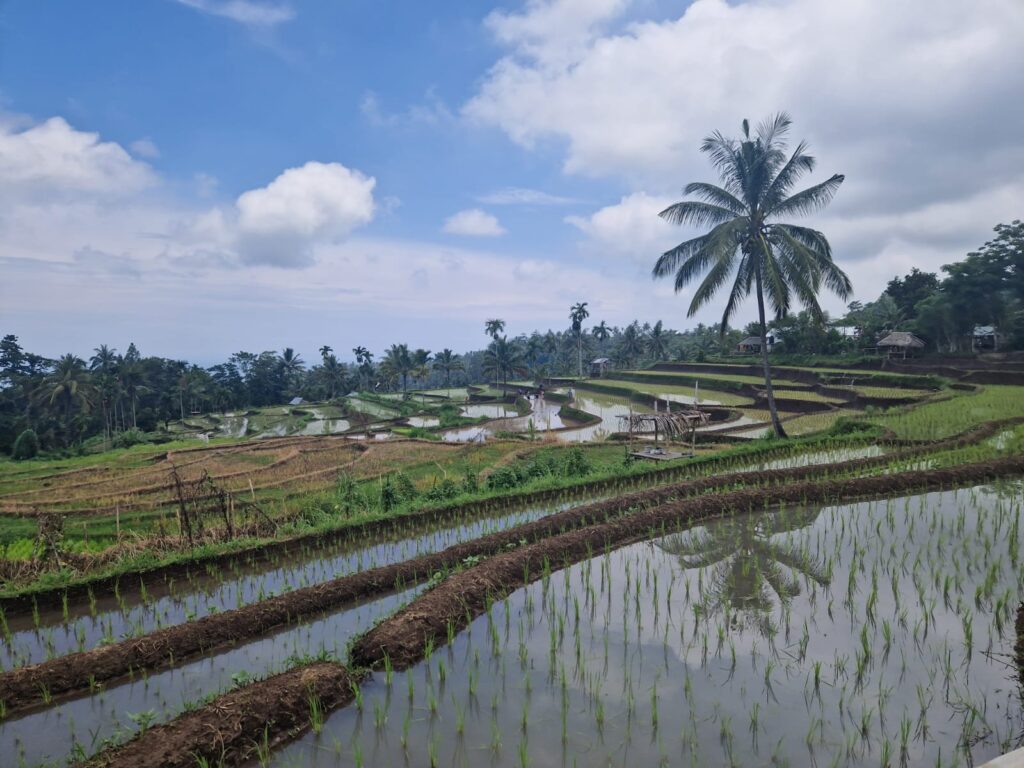 Lombok rice terraces  landscape in Lombok Ultimate Travel Guide - Top 7 Best Things To Do Happy Irish Wanderers