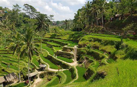 Tegalalang rice terraces in Bali