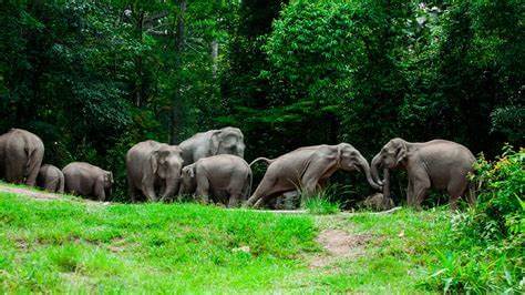 elephants in khao yai NP Thailand