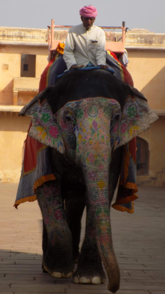 Elephant in India April Holidays - Best Destinations in the World Right Now Happy Irish Wanderers