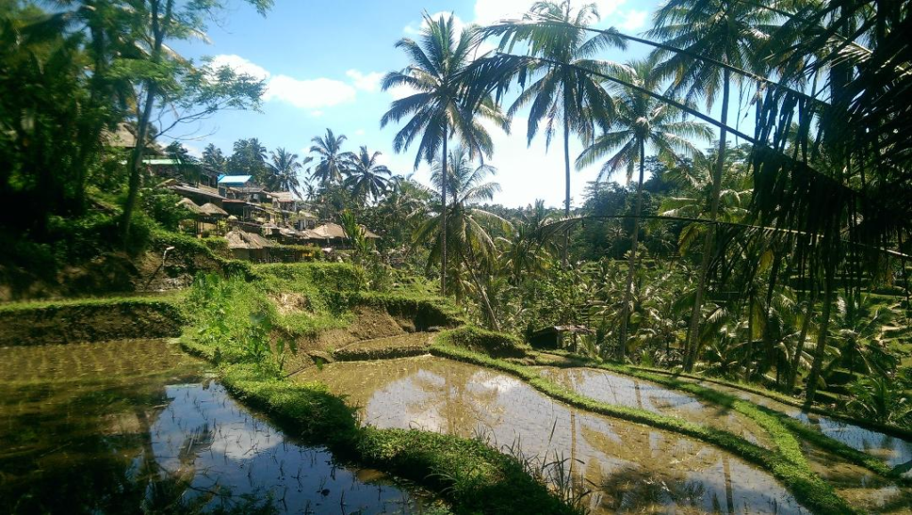 Ubud rice terraces 2-Week Indonesia Itinerary In Java & Bali Happy Irish Wanderers